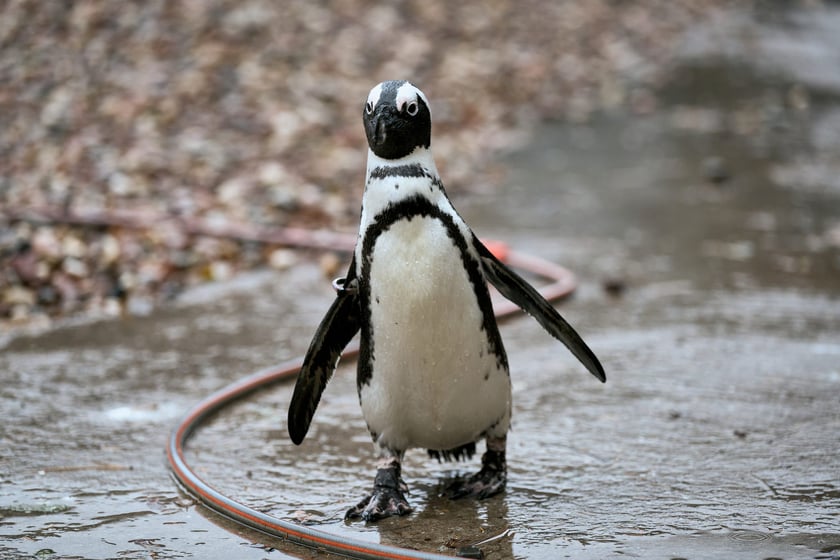 wrocławskie zoo łączy siły z Politechniką, by ratować zagrożone wyginięciem pingwiny przylądkowe za pomocą sztucznej inteligencji