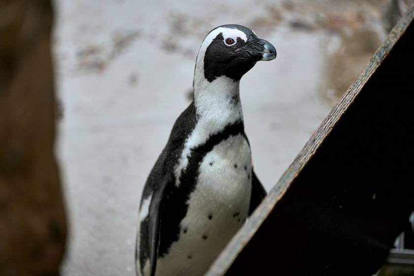 wrocławskie zoo łączy siły z Politechniką, by ratować zagrożone wyginięciem pingwiny przylądkowe za pomocą sztucznej inteligencji