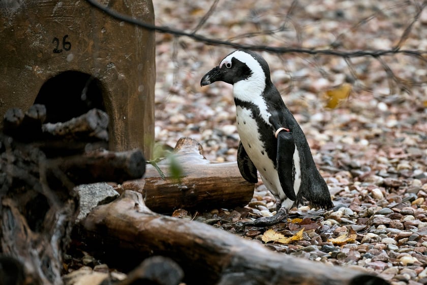 wrocławskie zoo łączy siły z Politechniką, by ratować zagrożone wyginięciem pingwiny przylądkowe za pomocą sztucznej inteligencji