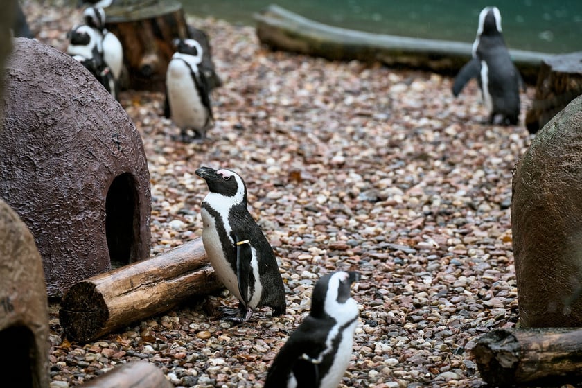 Wrocławskie zoo łączy siły z Politechniką, by ratować zagrożone wyginięciem pingwiny przylądkowe za pomocą sztucznej inteligencji