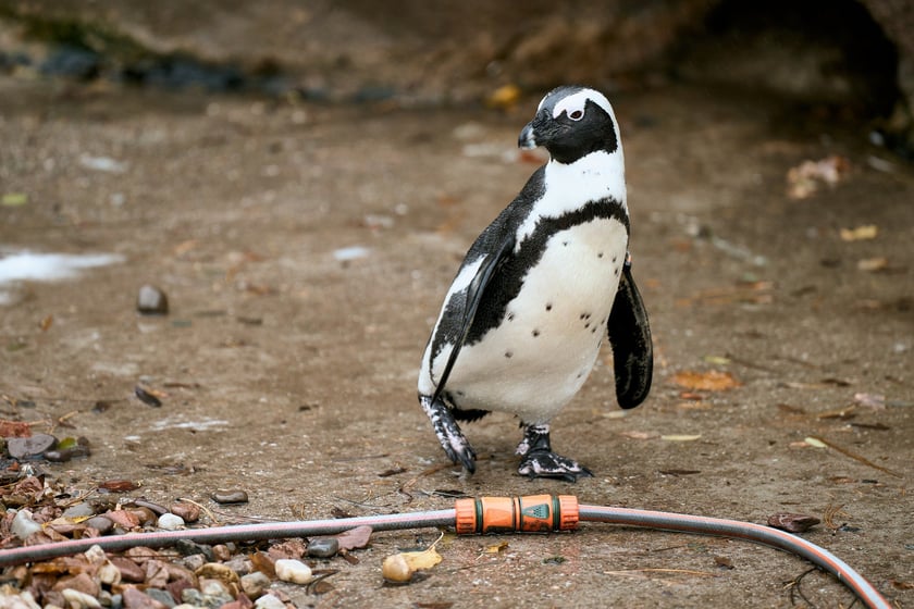 Wrocławskie zoo łączy siły z Politechniką, by ratować zagrożone wyginięciem pingwiny przylądkowe za pomocą sztucznej inteligencji