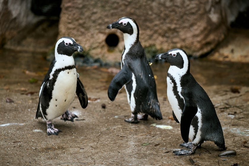 wrocławskie zoo łączy siły z Politechniką, by ratować zagrożone wyginięciem pingwiny przylądkowe za pomocą sztucznej inteligencji