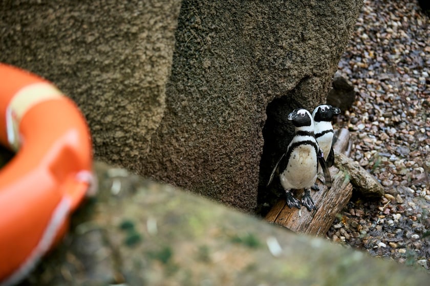 wrocławskie zoo łączy siły z Politechniką, by ratować zagrożone wyginięciem pingwiny przylądkowe za pomocą sztucznej inteligencji