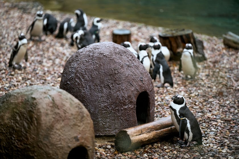 wrocławskie zoo łączy siły z Politechniką, by ratować zagrożone wyginięciem pingwiny przylądkowe za pomocą sztucznej inteligencji
