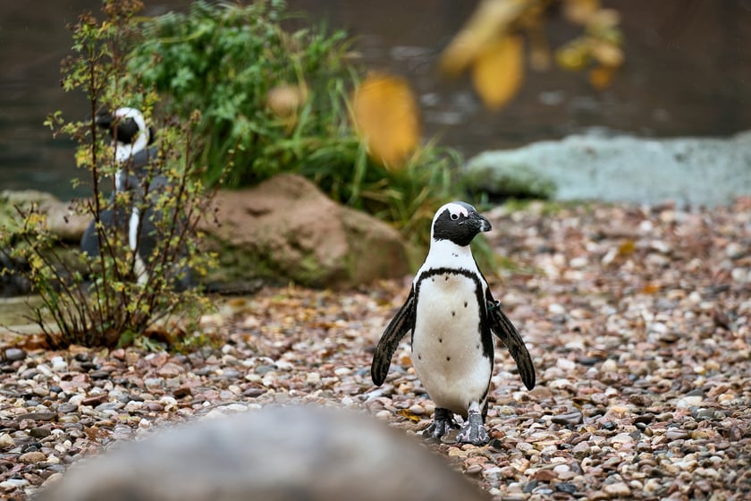 wrocławskie zoo łączy siły z Politechniką, by ratować zagrożone wyginięciem pingwiny przylądkowe za pomocą sztucznej inteligencji