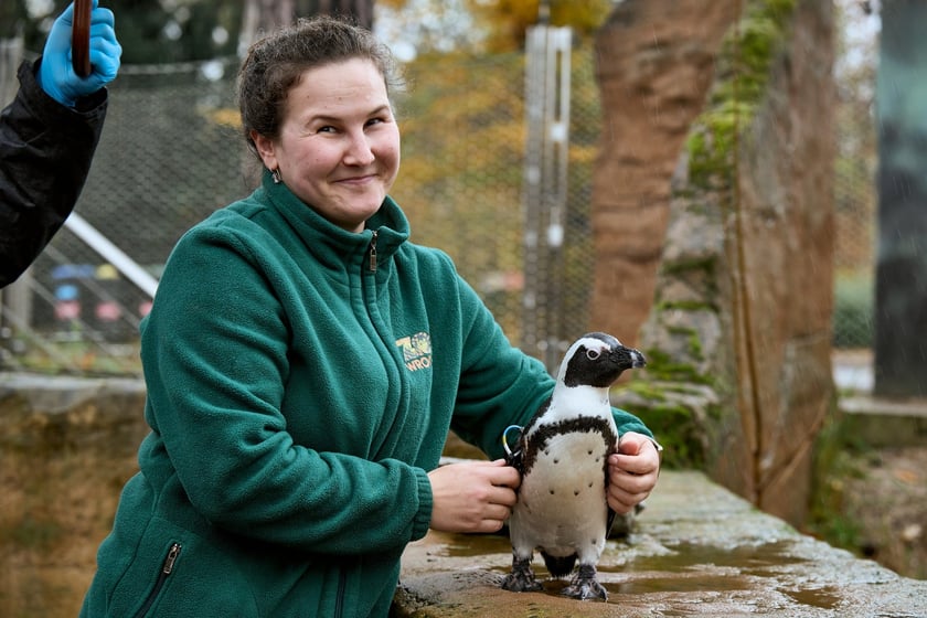 Kamila Bartosik, opiekunka pingwinów oraz Eliasz, gwiazda wśród pingwinów