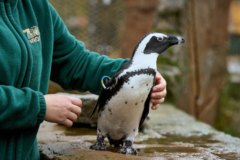 wrocławskie zoo łączy siły z Politechniką, by ratować zagrożone wyginięciem pingwiny przylądkowe za pomocą sztucznej inteligencji