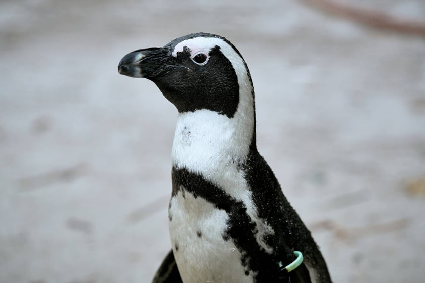 Wrocławskie zoo łączy siły z Politechniką, by ratować zagrożone wyginięciem pingwiny przylądkowe za pomocą sztucznej inteligencji