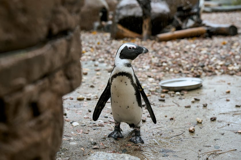 wrocławskie zoo łączy siły z Politechniką, by ratować zagrożone wyginięciem pingwiny przylądkowe za pomocą sztucznej inteligencji