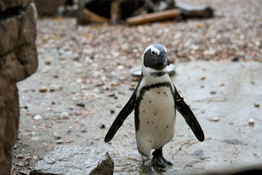 wrocławskie zoo łączy siły z Politechniką, by ratować zagrożone wyginięciem pingwiny przylądkowe za pomocą sztucznej inteligencji