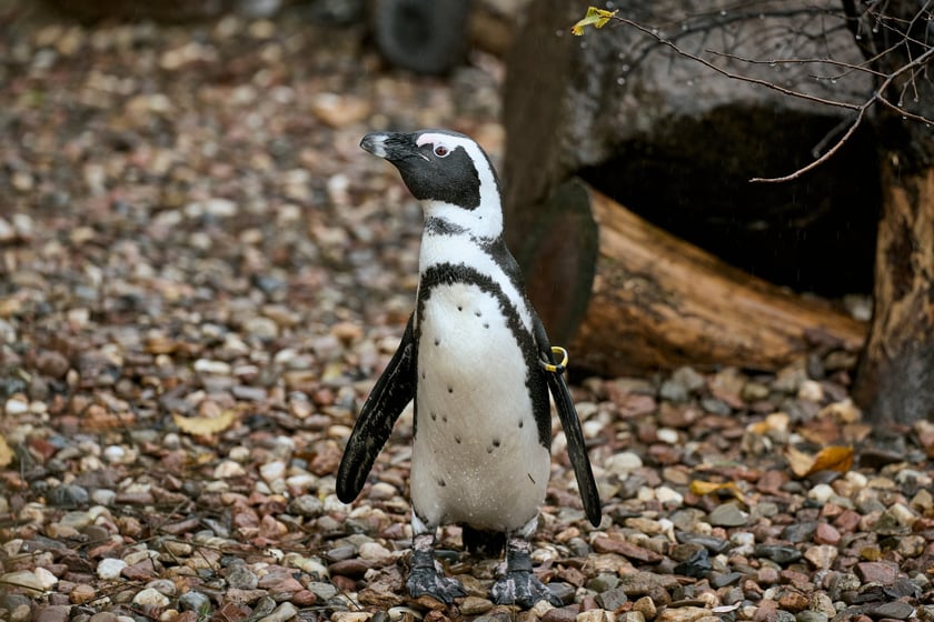 wrocławskie zoo łączy siły z Politechniką, by ratować zagrożone wyginięciem pingwiny przylądkowe za pomocą sztucznej inteligencji