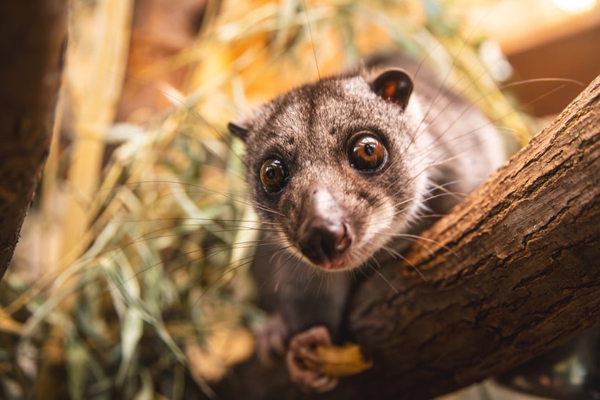 Kuskus ziemny o imieniu Missol