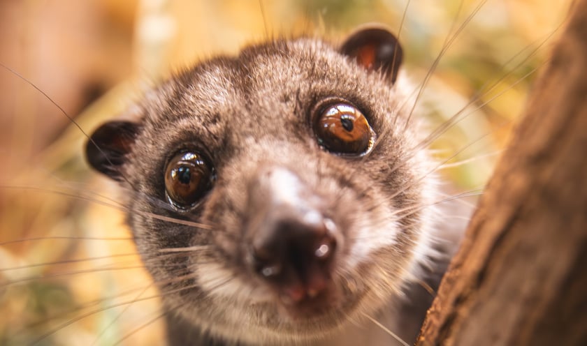 Kuskus ziemny o imieniu Missol