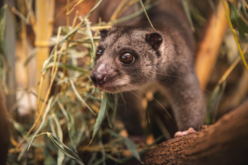 Kuskus ziemny o imieniu Missol