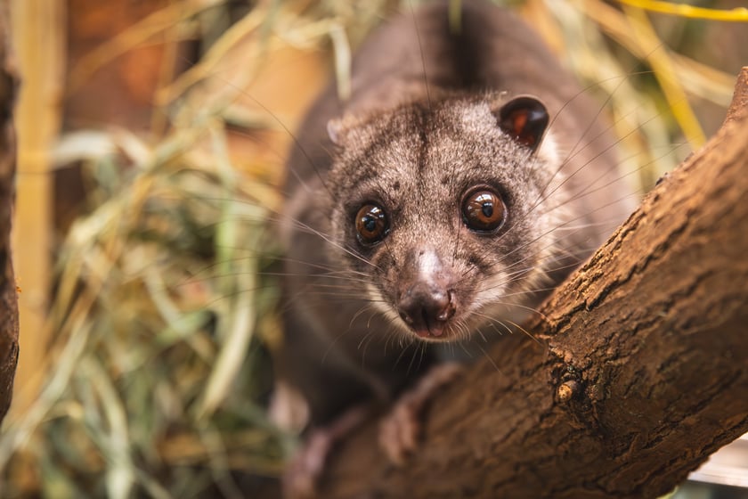 Kuskus ziemny o imieniu Missol