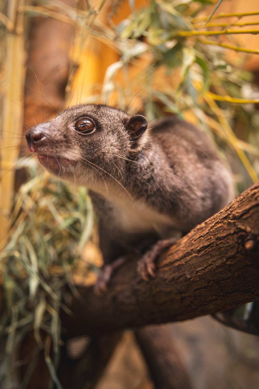 Kuskus ziemny o imieniu Missol