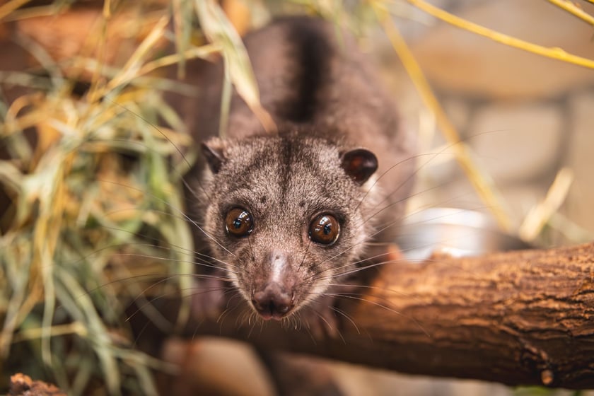 Kuskus ziemny o imieniu Missol