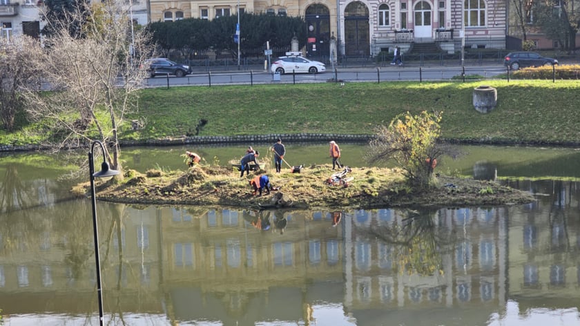 Sadzenie nowych rośłin na wyspach Fosy Miejskiej