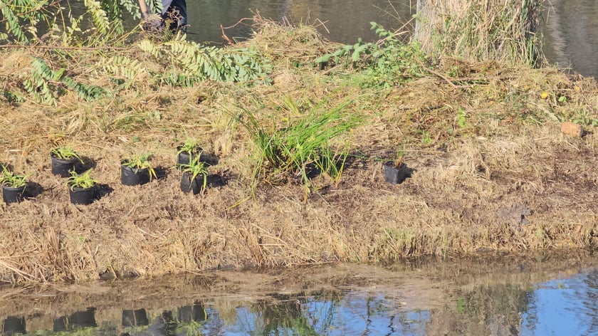Sadzenie nowych rośłin na wyspach Fosy Miejskiej