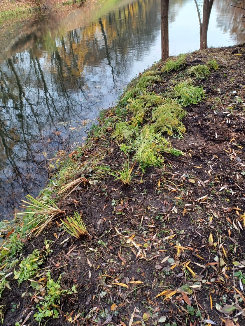 Sadzenie nowych rośłin na wyspach Fosy Miejskiej