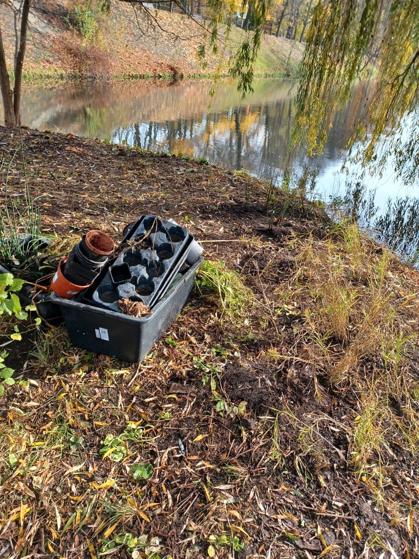 Sadzenie nowych rośłin na wyspach Fosy Miejskiej