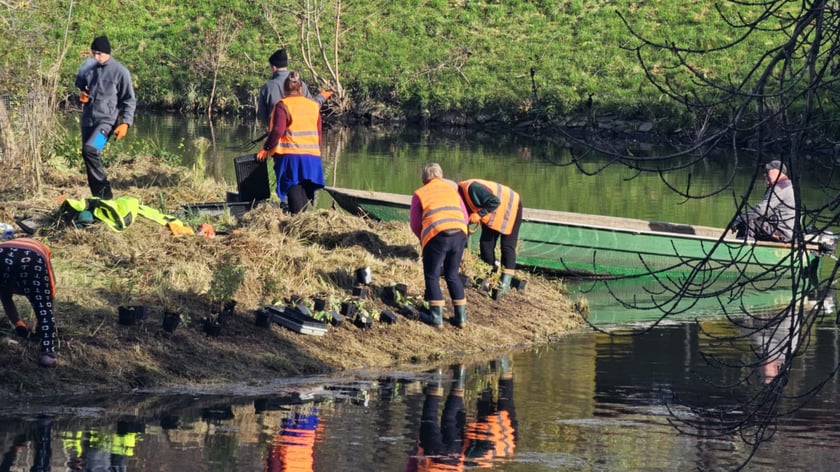 Sadzenie nowych rośłin na wyspach Fosy Miejskiej