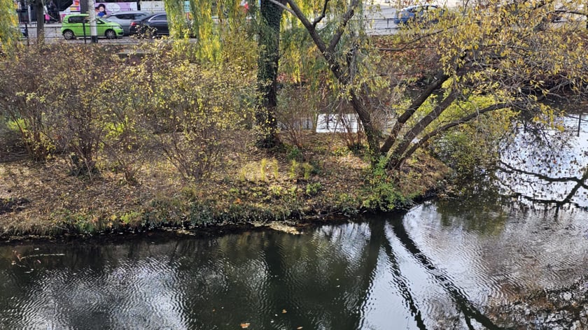 Sadzenie nowych rośłin na wyspach Fosy Miejskiej