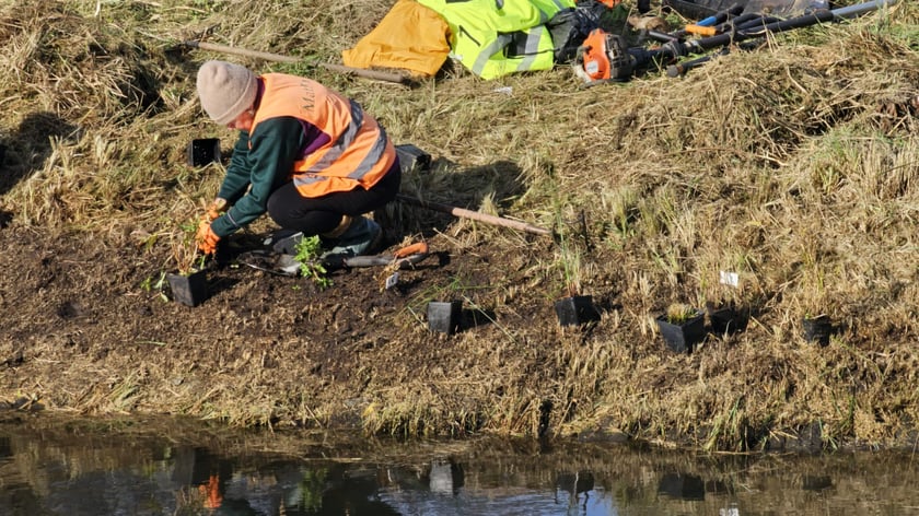Sadzenie nowych rośłin na wyspach Fosy Miejskiej