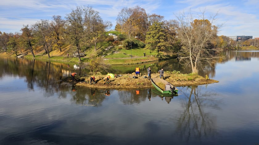 Sadzenie nowych rośłin na wyspach Fosy Miejskiej