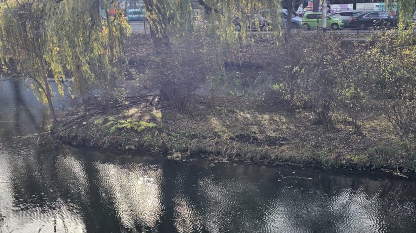 Sadzenie nowych rośłin na wyspach Fosy Miejskiej