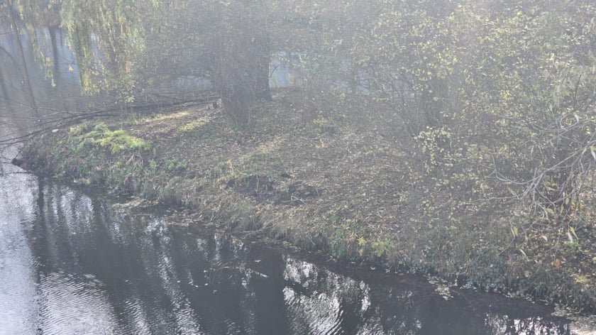 Sadzenie nowych rośłin na wyspach Fosy Miejskiej