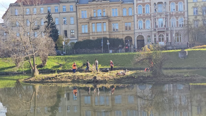 Sadzenie nowych rośłin na wyspach Fosy Miejskiej