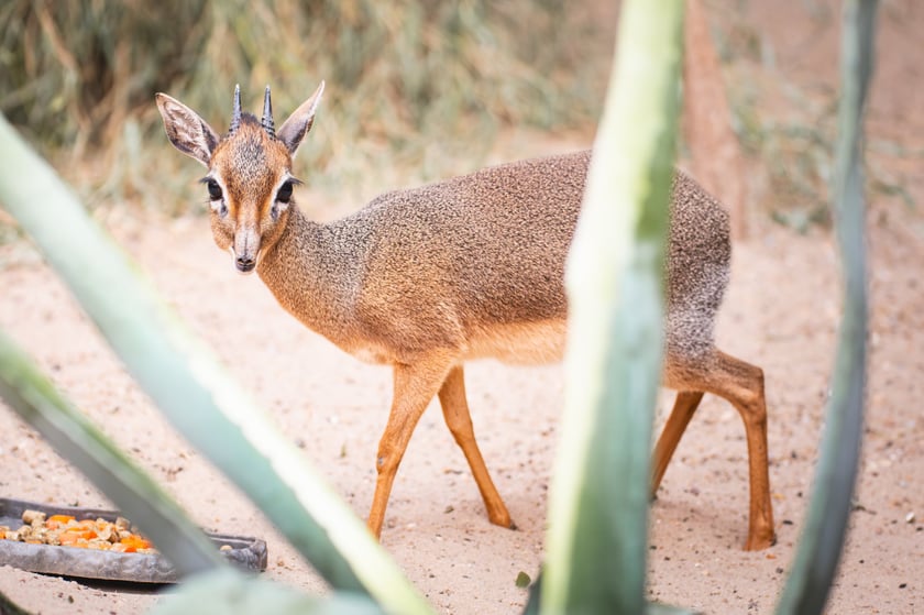 Nowy mieszkaniec naszego zoo, dikdik