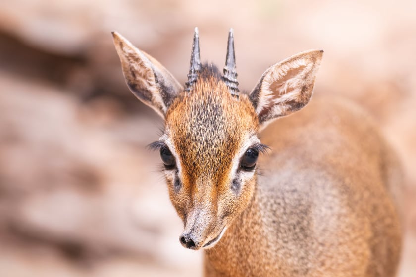 Nowy mieszkaniec naszego zoo, dikdik