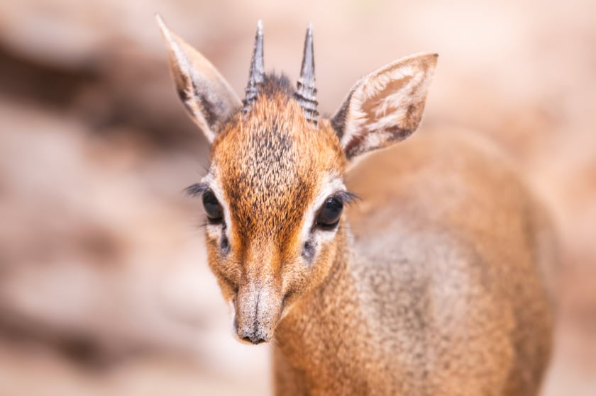 Nowy mieszkaniec naszego zoo, dikdik
