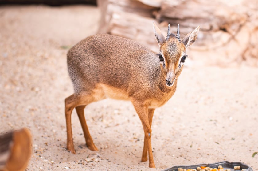 Nowy mieszkaniec naszego zoo, dikdik