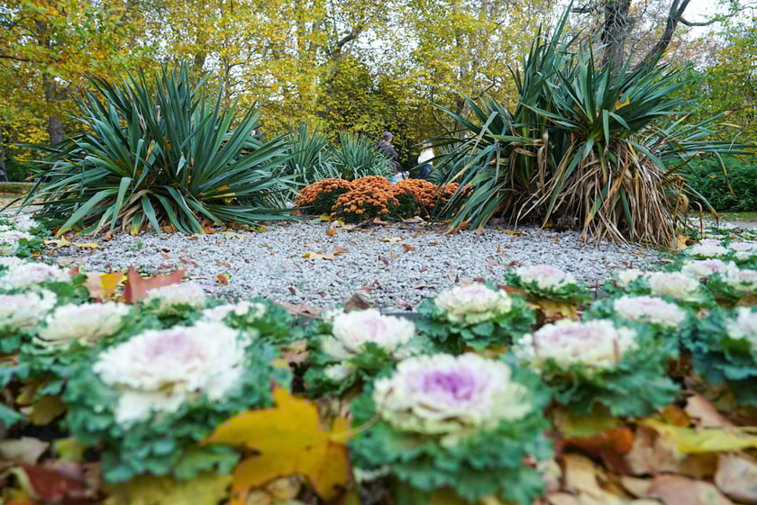 Jesienne nasadzenia rabat kwietnych, bylin i trwa ozdobnych - październik / listopad 2025 r.