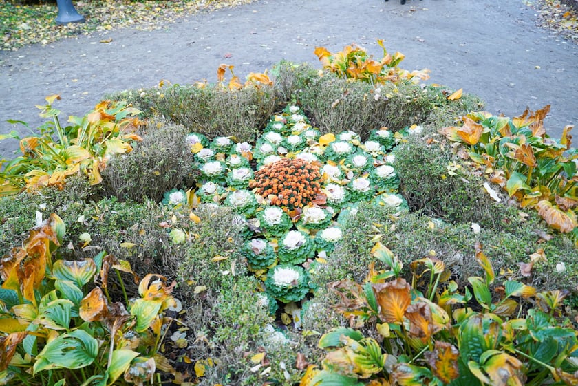 Jesienne nasadzenia rabat kwietnych, bylin i trwa ozdobnych - październik / listopad 2025 r.