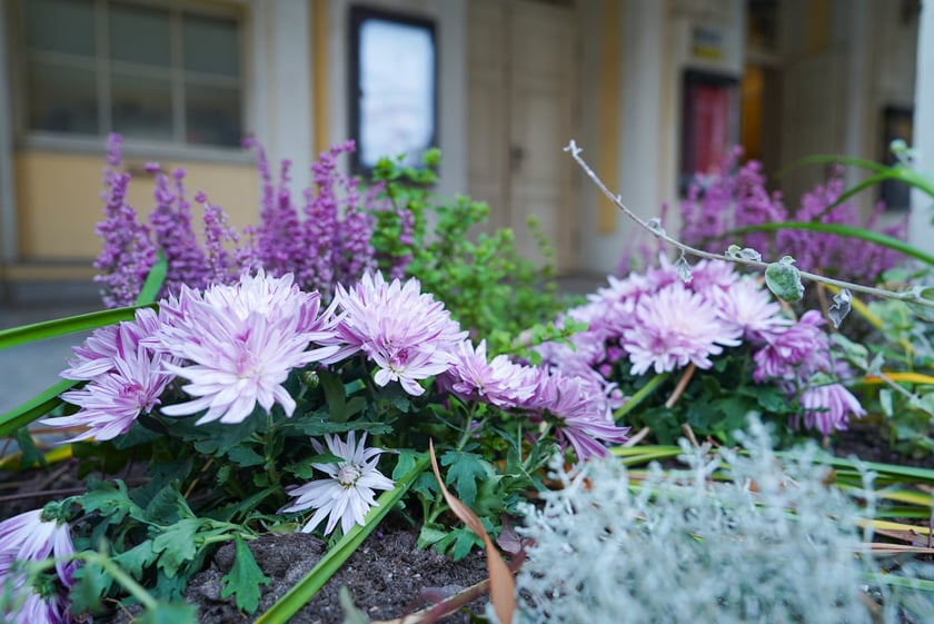 Jesienne nasadzenia rabat kwietnych, bylin i trwa ozdobnych - październik / listopad 2025 r.