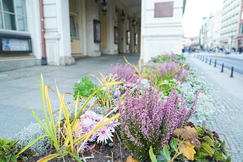 Jesienne nasadzenia rabat kwietnych, bylin i trwa ozdobnych - październik / listopad 2025 r.