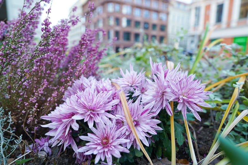 Jesienne nasadzenia rabat kwietnych, bylin i trwa ozdobnych - październik / listopad 2025 r.