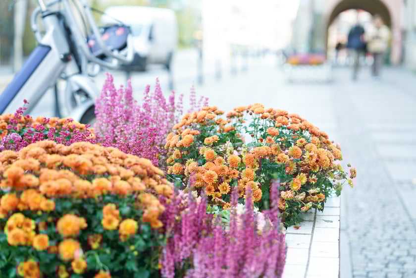 Jesienne nasadzenia rabat kwietnych, bylin i trwa ozdobnych - październik / listopad 2025 r.