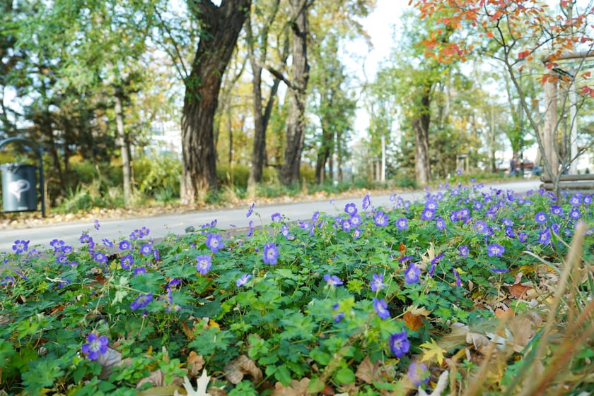 Jesienne nasadzenia rabat kwietnych, bylin i trwa ozdobnych - październik / listopad 2025 r.