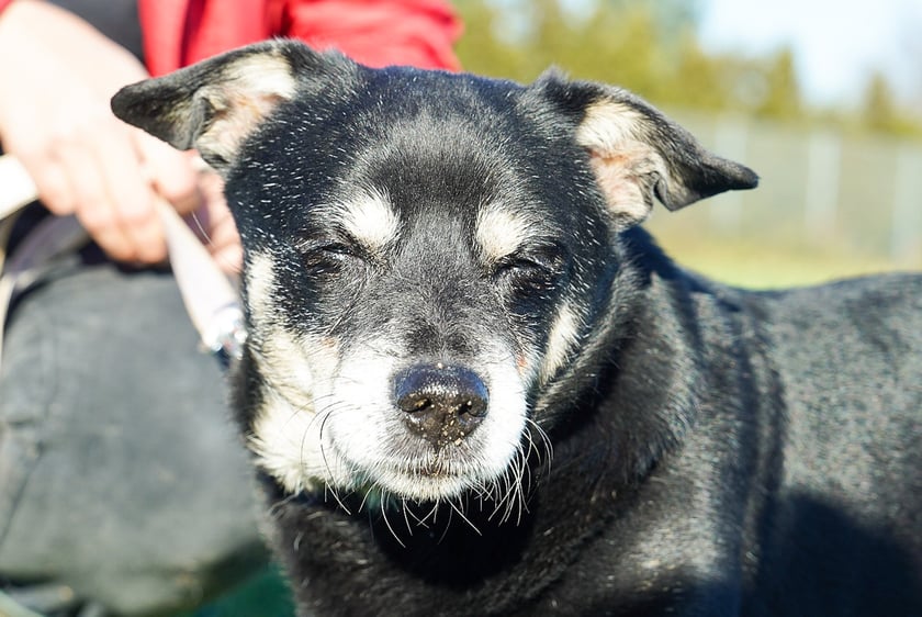 Miłek nr ew 560/25 -&nbsp;Miłek to 10-letni psiak, kt&oacute;ry po śmierci opiekuna trafił pod opiekę rodziny, jednak po dw&oacute;ch latach został oddany do schroniska. Teraz czeka na swoją szansę na prawdziwy, bezpieczny dom, w kt&oacute;rym wreszcie zazna spokoju i troski. To delikatny, spokojny pies, kt&oacute;ry bardzo zasługuje na drugą szansę.