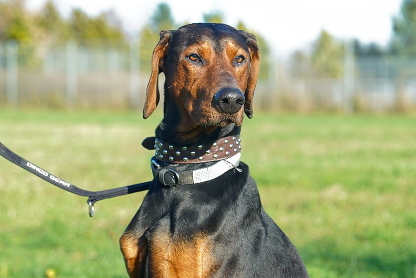 Ares nr ew. 635/25 -&nbsp;Ares to około 5-letni, spokojny i nieco nieśmiały psiak, kt&oacute;ry potrzebuje czasu, by zaufać. Jest grzeczny w domu, zna podstawowe komendy, ładnie chodzi na smyczy. Dobrze dogaduje się z innymi psami. Szukamy dla niego cierpliwego i doświadczonego opiekuna, kt&oacute;ry zapewni mu spok&oacute;j, stabilizację i miłość.&nbsp;