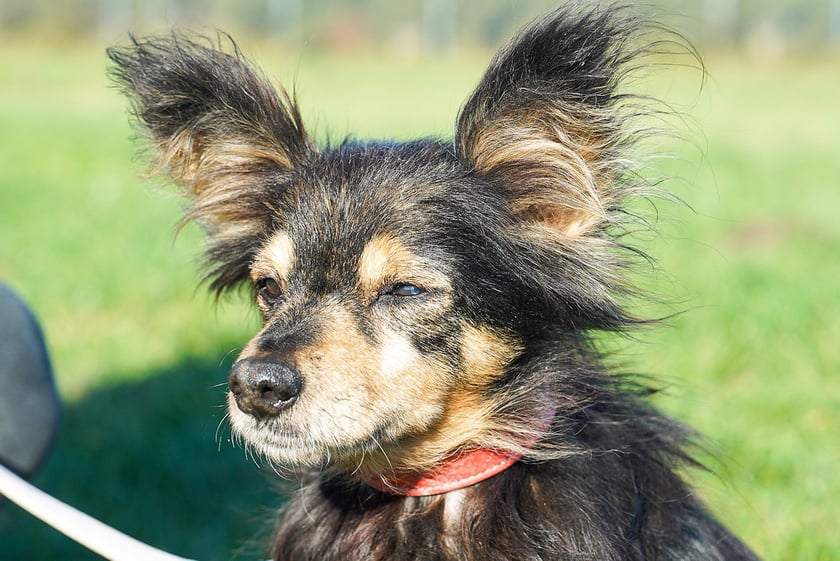 Dora nr ew. 507/25 -&nbsp;Dora to łagodna, 11-letnia suczka, kt&oacute;ra trafiła do schroniska jako znaleziona. Podczas przyjęcia miała dużą zmianę &ndash; guz, kt&oacute;ry został już usunięty. Na szczęście zabieg przebiegł pomyślnie i dziś Dora czuje się bardzo dobrze. Ta cudowna, spokojna i pełna ciepła suczka, zasługuje na drugą szansę. Szukamy dla Dorci dobrego, kochającego domu &ndash; pełnego miłości, spokoju i zrozumienia.