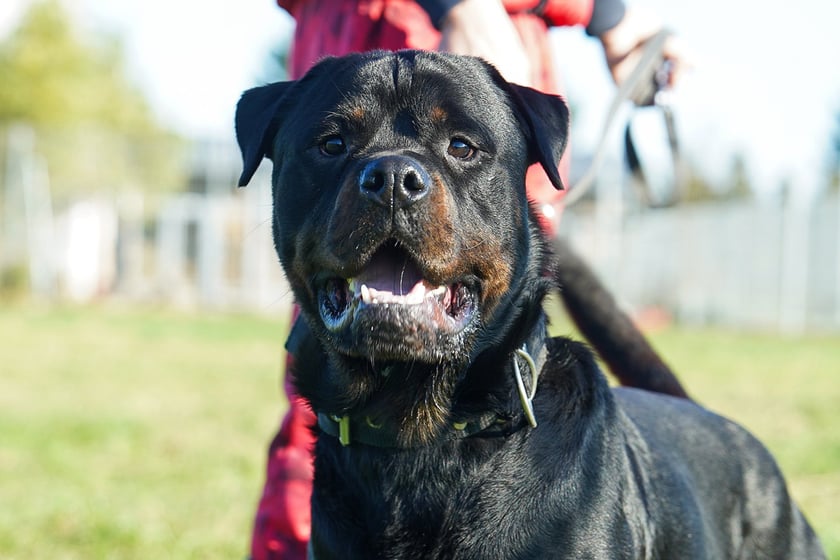 Enzo nr ew 639/25 - Enzo to około 1,5-letni pies rasy rottweiler, kt&oacute;ry trafił do schroniska podczas interwencji wraz z trzema innymi psami. Ma świetny charakter, jest przyjazny, towarzyski i bardzo przywiązany do człowieka.
Szukamy dla Enzo odpowiedzialnego opiekuna, kt&oacute;ry zna specyfikę rasy i zapewni mu bezpieczny, kochający dom na zawsze.