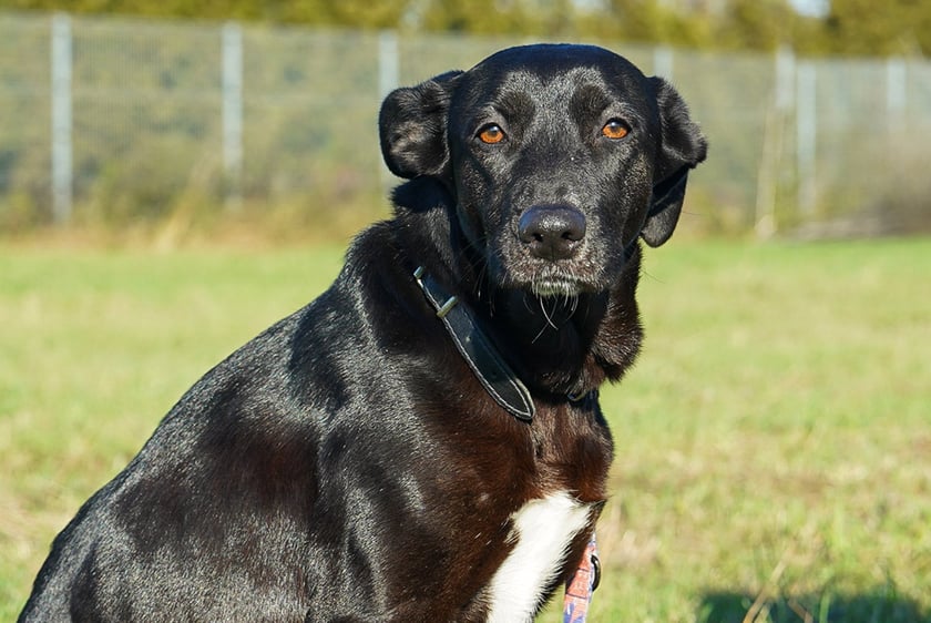 Iga nr ew 624/25 -&nbsp;Iga to 3-letnia suczka, kt&oacute;ra trafiła do schroniska jako znaleziona. Jest lękliwa i nieufna, ale powoli zaczyna otwierać się na relację i kontakt z człowiekiem. Szukamy dla niej cierpliwego, odpowiedzialnego domu, w kt&oacute;rym będzie mogła poczuć się bezpiecznie i w pełni zaufać.&nbsp;