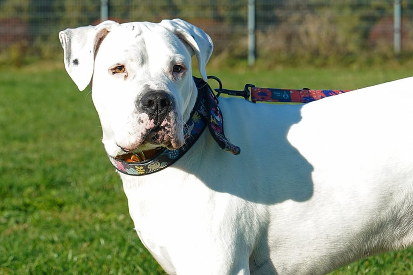 Codi nr ew 464/25 - Codi to 4-letni pies w typie doga argentyńskiego &mdash; wesoły, towarzyski, ale też mocno humorzasty. Bardzo silnie przywiązuje się do swojego opiekuna, co sprawia, że w stosunku do obcych os&oacute;b potrafi zachowywać się nieufnie lub reagować negatywnie.
Mimo swojej postury, Codi ma miękkie serce dla małych psiak&oacute;w &mdash; jest wobec nich łagodny i chętnie się bawi.
Szukamy dla niego doświadczonej osoby, kt&oacute;ra rozumie potrzeby tej rasy, potrafi pracować z psem emocjonalnym i zapewni Codiemu stabilny, spokojny dom z ograniczonym gronem domownik&oacute;w.