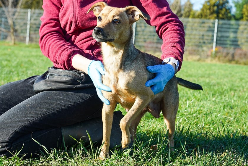 Sisi nr ew 621/25 -&nbsp;Sisi to malutka, około 1,5-roczna suczka oddana przez właściciela z powodu braku możliwości dalszej opieki. W kontakcie z nową osobą bywa nieco szczekliwa i ostrożna, ale kiedy już kogoś pozna &mdash; okazuje się niezwykle przyjazną, czułą przylepą. Jest delikatną, wrażliwą sunią, kt&oacute;ra potrzebuje troski, empatii i spokojnego podejścia.&nbsp;